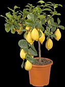 Citrus limon, stem