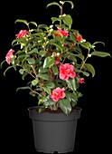 Camellia japonica 'Beautyflame'