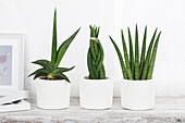 Sanseveria hybrids