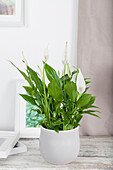 Spathiphyllum floribundum