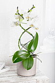 Phalaenopsis