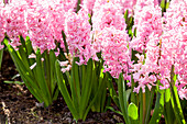 Hyacinthus orientalis, pink