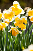 Narcissus Orangery