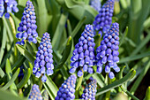 Muscari armeniacum