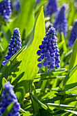 Muscari armeniacum