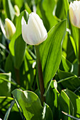 Tulipa 'Wildhof'