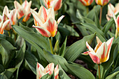 Tulipa greigii Quebec