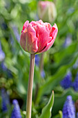 Tulipa 'Chato'