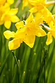 Narcissus Campernelli