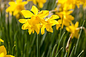 Narcissus 'Campernelli'