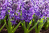 Hyacinthus orientalis, blue violet