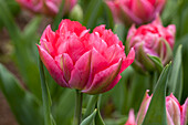 Tulipa, pink