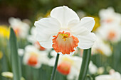 Narcissus 'Pink Charm'