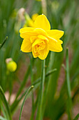 Narcissus Pencrebar