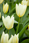 Tulipa