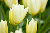 Tulipa, white