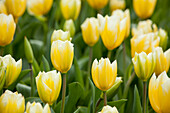 Tulipa, yellow