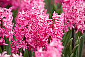 Hyacinthus orientalis 'Jan Bos