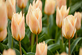 Tulipa greigii 'Für Elise' (For Elise)