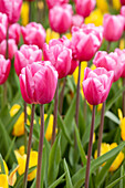 Tulipa, pink