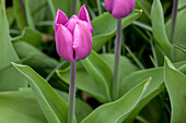 Tulipa 'Blue Beauty