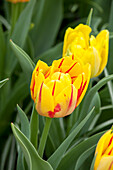 Tulipa 'Monsella'