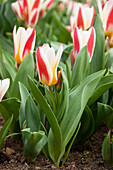 Tulipa fosteriana