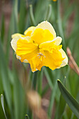 Narcissus 'Chanterelle'