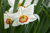 Narcissus 'Audubon'