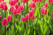 Tulipa 'Rosy Delight'