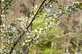 Prunus serrulata 'Tai-Haku'