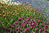 Tulipa, Muscari armeniacum