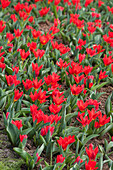 Tulipa kaufmanniana 'Scarlet Baby' (Tulipa kaufmanniana 'Scarlet Baby')