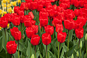 Tulipa, red