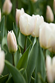 Tulipa