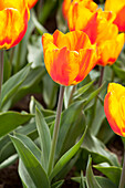 Tulipa, orange-rot