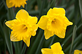 Narcissus, yellow