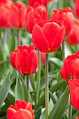 Tulipa, red