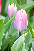 Tulipa, violet