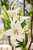 Lilium, white