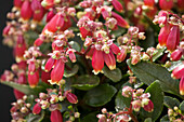 Kalanchoe blossfeldiana 'Pearl Bells