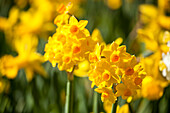 Narcissus jonquilla 'Golden Dawn'