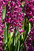 Hyacinthus orientalis, rot