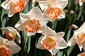 Narcissus 'Zafira'
