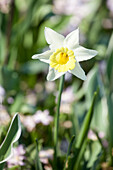 Narcissus, weiß-gelb