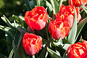 Tulipa, red