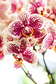 Phalaenopsis