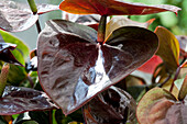 Anthurium x andreanum 'Giant Chocolate'