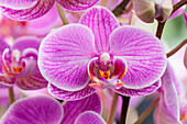 Phalaenopsis