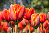 Tulipa 'World's Favourite'